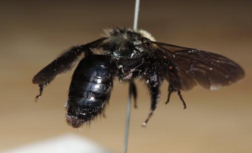 Andrena barbareae