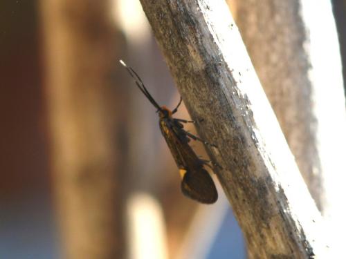 Esperia sulphurella
