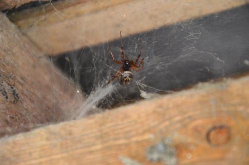 Réf. 253 047 : Steatoda nobilis