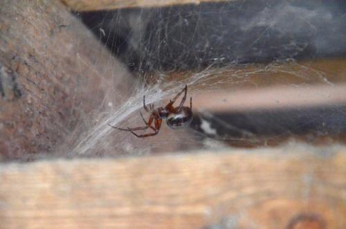 Réf. 253 050 : Steatoda nobilis