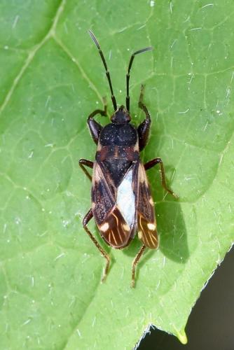 Réf. 253 553 : Eremocoris podagricus