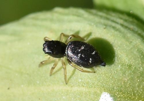 Réf. 253 067 : Heliophanus cupreus
