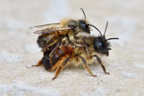 Réf. 253 087 : Osmia bicornis