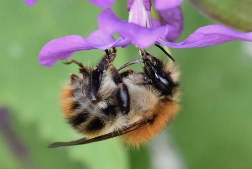 Réf. 253 586 : Bombus pascuorum