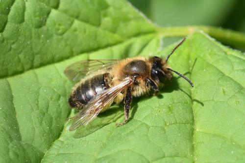 Andrena (scotica-trimmerana)