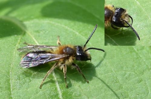 Andrena sp.