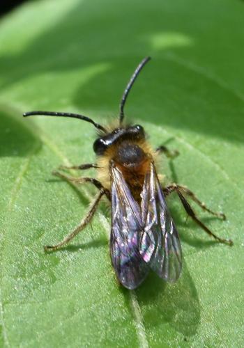 Andrena sp.