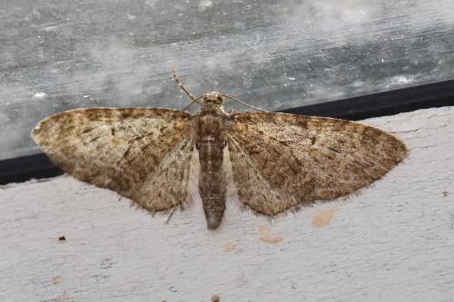 Réf. 253 809 : Eupithecia abbreviata