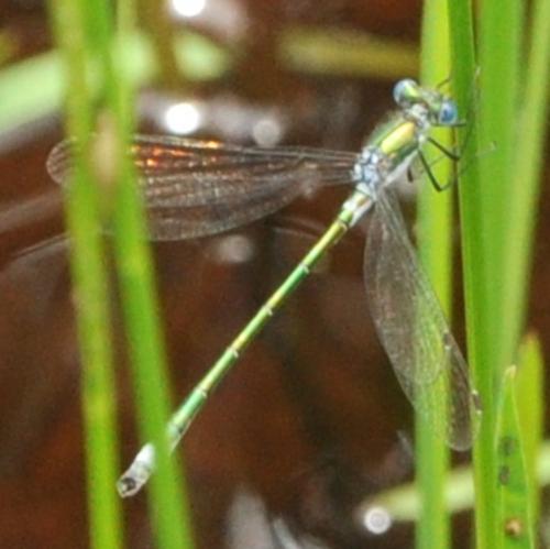 Réf. 253 016 : Lestes sp.