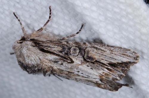 Egira conspicillaris