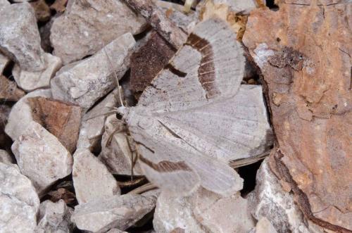 Réf. 253 845 : Itame vincularia