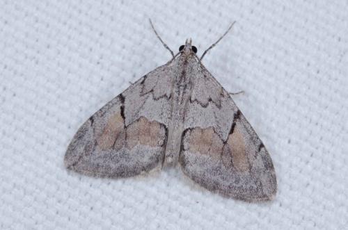 Réf. 253 888 : Pennithera ulicata