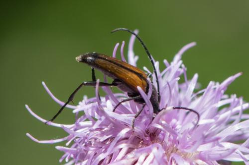 Stenurella melanura