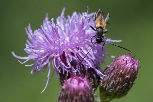 Réf. 253 239 : Stenurella melanura