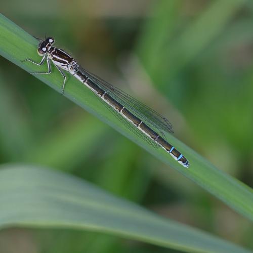 Coenagrion mercuriale