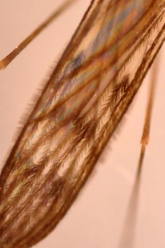 Culiseta sp.