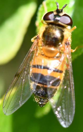 Epistrophe eligans