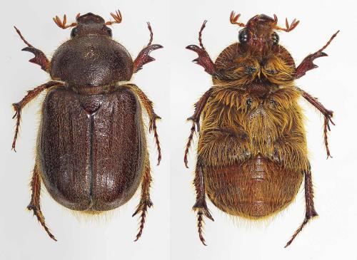Diploa abyssinica