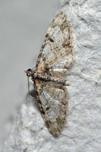 Réf. 253 957 : Eupithecia irriguata