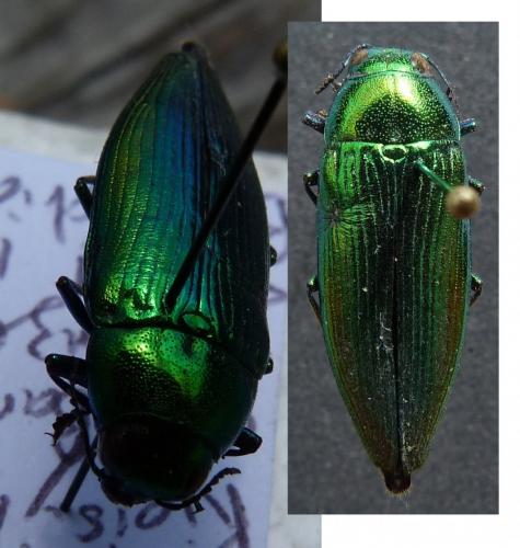 Réf. 253 756 : Eurythyrea micans
