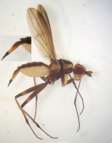 Chaetonerius sp.