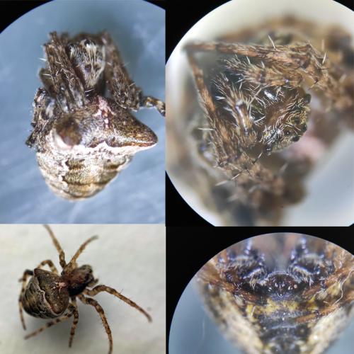 Gibbaranea bituberculata