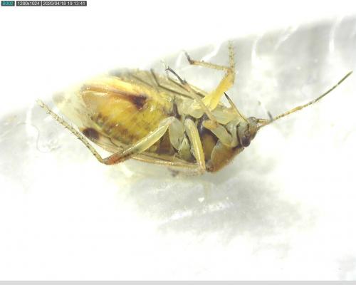 Harpocera thoracica