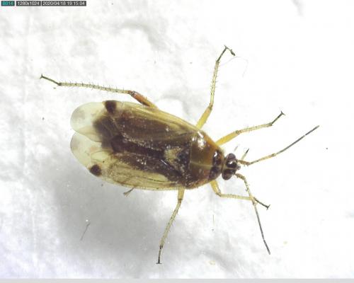 Réf. 253 849 : Harpocera thoracica