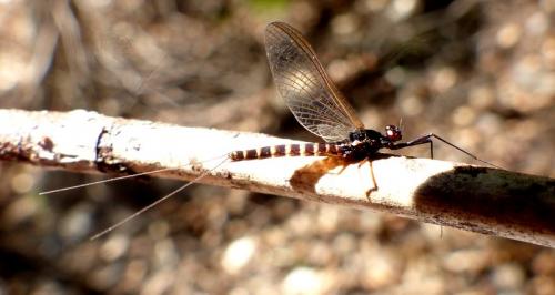Habroleptoides confusa