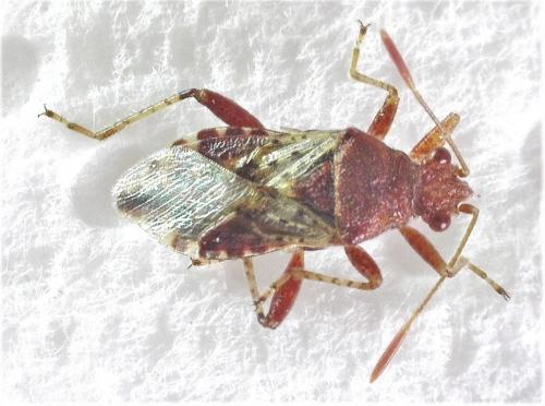 Rhopalus subrufus