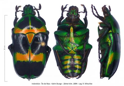 Heterorhina sexmaculata dohrni