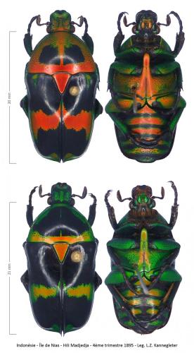 Heterorhina sexmaculata dohrni