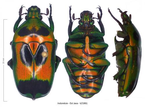 Heterorhina sexmaculata imperatrix
