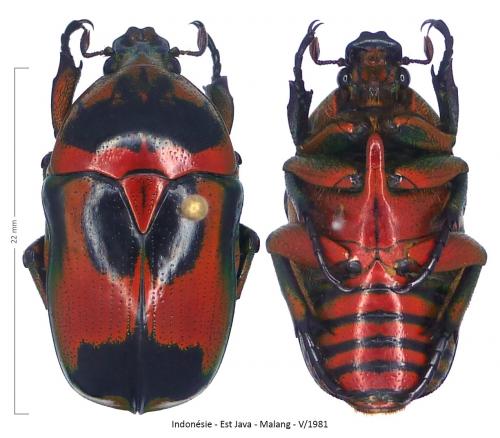 Réf. 253 303 : Heterorhina sexmaculata imperatrix