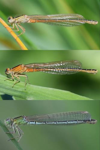 Réf. 253 900 : Ischnura pumilio