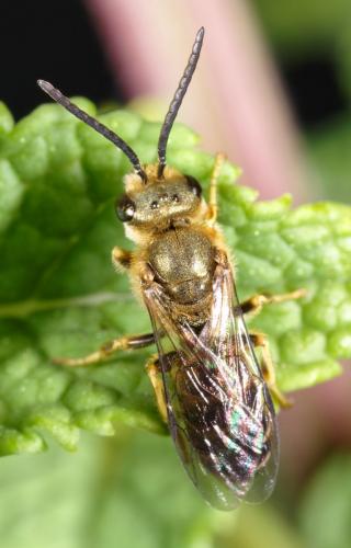 Réf. 253 802 : Seladonia sp.