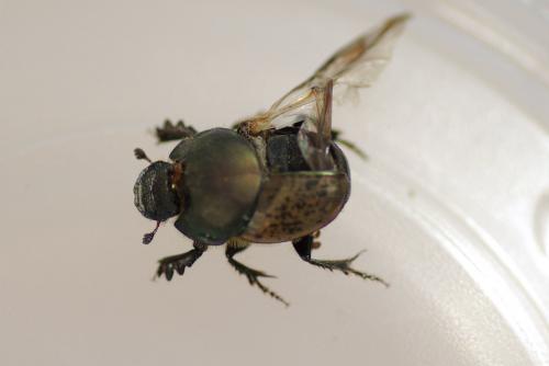 Réf. 253 861 : Onthophagus vacca
