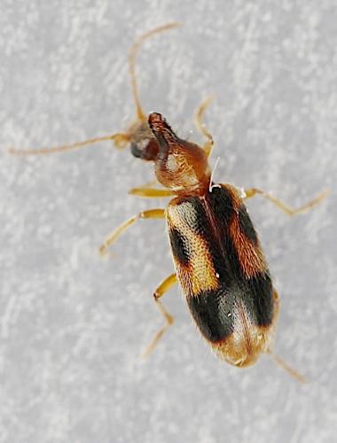 Notoxus monoceros