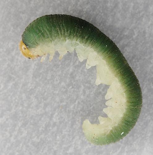 Réf. 253 076 : Apethymus apicalis
