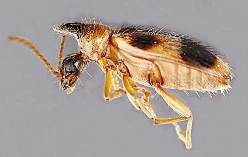 Notoxus monoceros