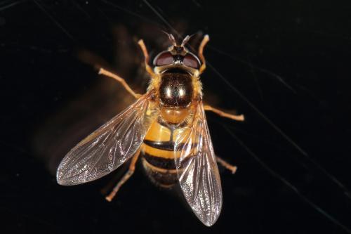 Epistrophe eligans