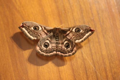 Réf. 253 111 : Saturnia pavonia