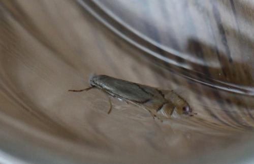 Phyllonorycter harrisella