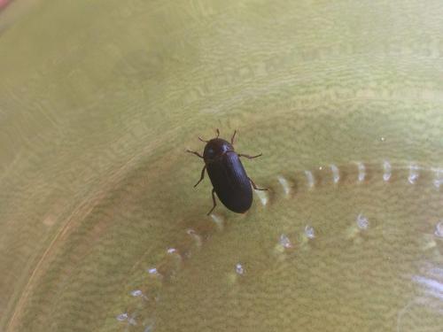 Dermestes bicolor