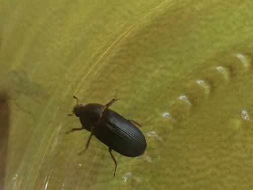 Dermestes bicolor