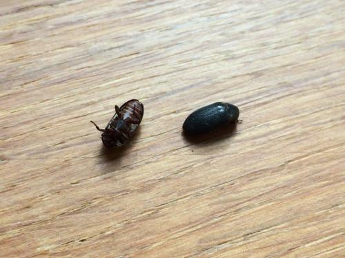 Réf. 253 661 : Dermestes bicolor