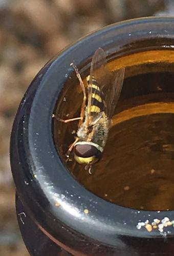 Réf. 253 533 : Eupeodes sp.