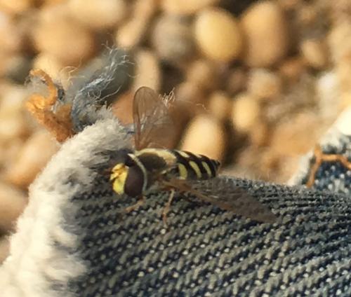 Eupeodes sp.