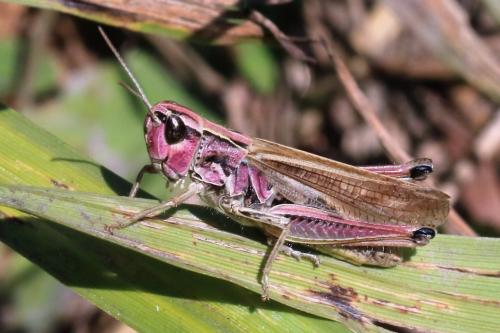 Réf. 253 081 : Pseudochorthippus parallelus