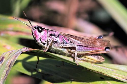 Réf. 253 082 : Pseudochorthippus parallelus